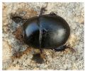 Sericotrupes niger